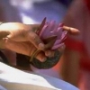 Shri Mataji holding a lotus