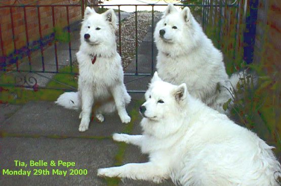 samoyed dogs belle tia pepe