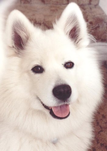 samoyed dog belle