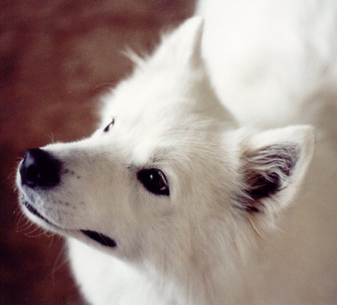 samoyed dog pepe