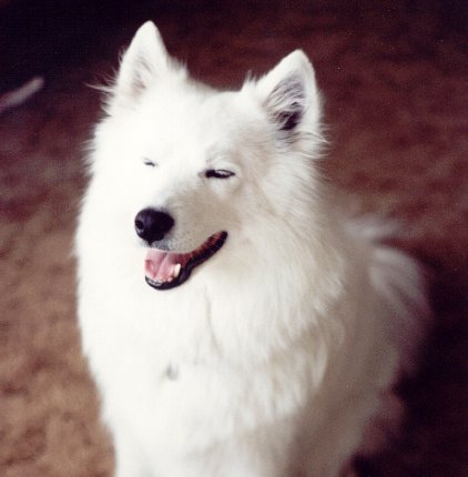 samoyed dog pepe