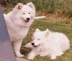 samoyed dogs