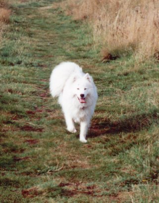 samoyed dog tia