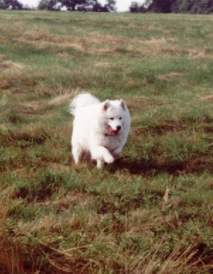 samoyed dog tia