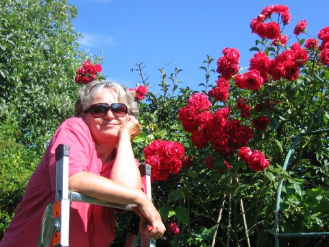 red climbing roses and gardener up a ladder