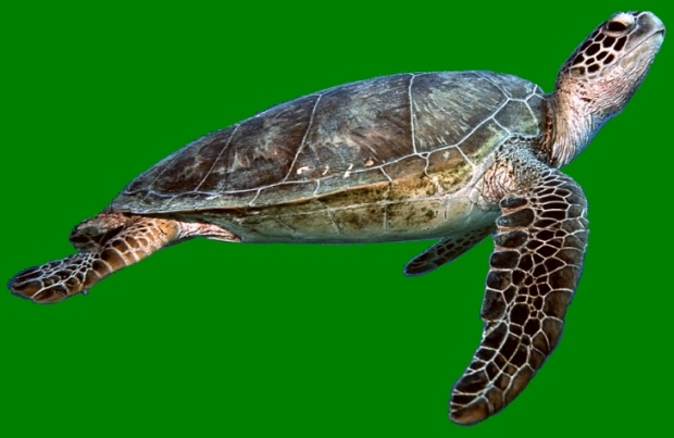 turtle near Lady Elliot Island, against green background