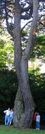 four people stand by a pair of extremely tall trees