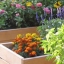 flowers and plants in raised beds