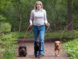 teenage girl walking three dogs in woods, with leads