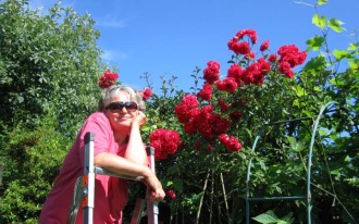 gardener on a ladder by red climbing roses